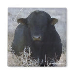 Big Strong Black Bull Tumbleweeds - Toro - Taurus magnets
