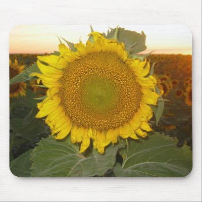Big Sunflower Sunset Mouse Pads by zazzlebrian