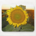 Big Sunflower Sunset mousepads