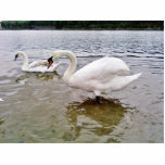 Big Swan photo sculptures