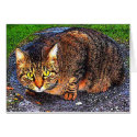 Big Tabby Cat cards