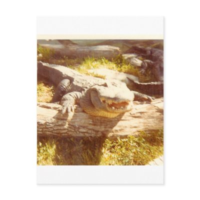 BIG_TEETH POST CARDS by mydoggieworld