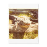 BIG_TEETH postcards