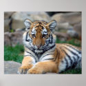 Big Tiger Cub posters