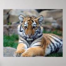 Big Tiger Cub Print
