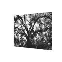 Big Tree Canvas Prints