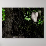 Big Tree & Little Stone Canvas Print