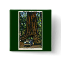 Big Tree Wawona, Mariposa Grove, CA Pinback Button
