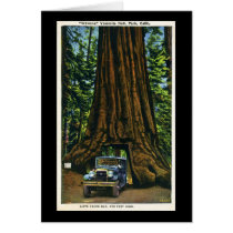 Big Tree Wawona, Mariposa Grove, CA Card
