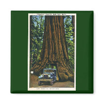 Big Tree Wawona, Mariposa Grove, CA Fridge Magnets