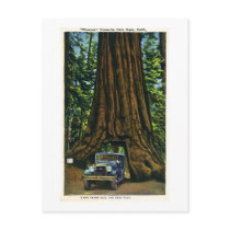 Big Tree Wawona, Mariposa Grove, CA Post Card