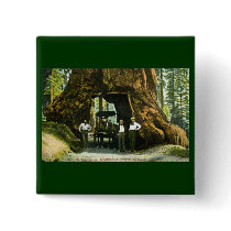 Big Tree Wawona, Mariposa Grove, CA Vintage Buttons