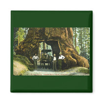 Big Tree Wawona, Mariposa Grove, CA Vintage Magnets