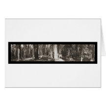 Big Tree Yosemite CA Photo 1911 Greeting Card