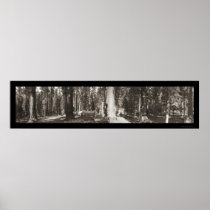Big Tree Yosemite CA Photo 1911 Poster