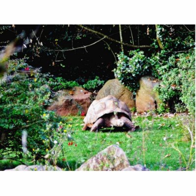 Big Turtle Photo Cutouts by lifesphere