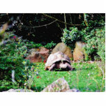 Big Turtle photo sculptures
