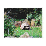 Big Turtle Post Cards