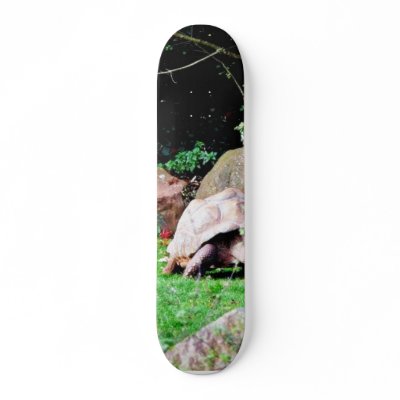 Big Turtle Skate Boards by lifesphere