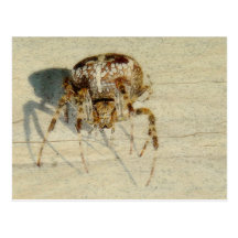 Big, Very, Scary, Hairy Spider Postcards