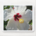 Big white Hibiscus
