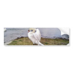 Big White Swan Stretching Wings Bumper Sticker