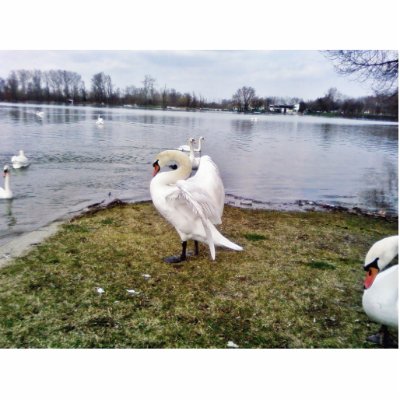 Big White Swan Stretching Wings Cut Outs by lifesphere