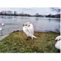 Big White Swan Stretching Wings photo sculptures
