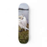 Big White Swan Stretching Wings Skateboard Decks