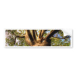 Big Wise Tree Bumper Sticker