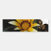 Big yellow daisy bumper stickers