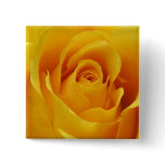 Big Yellow Rose Pinback Buttons