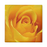 Big Yellow Rose Magnets