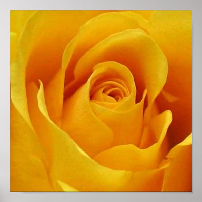 Big Yellow Rose Posters by fstasu50