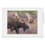 Bigbull moose greeting cards