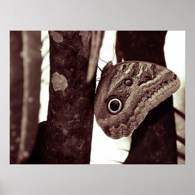 bigbutterflyeye poster by blacqbook