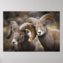 Bighorn Brothers Poster