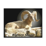 Bighorn in Dark Postcard