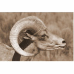 bighorn acrylic cut out