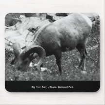 Bighorn_Ram_Grazing, Big Horn Ram - Glacier Nat... Mousepad