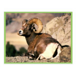 Bighorn Ram Post Cards