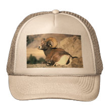 Bighorn Ram Trucker Hat