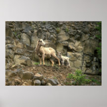 Bighorn Sheep and Calf on Cliff Print