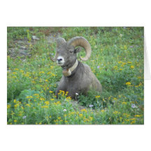Bighorn Sheep Cards