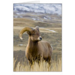 Bighorn Sheep (digital art) Greeting Cards