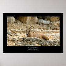 Bighorn Sheep Ewe Poster Print