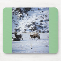 Bighorn sheep (Mating behaviour) Mousepads