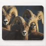 Bighorn Sheep