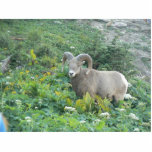 Bighorn sheep acrylic cut out