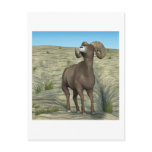 Bighorn Sheep Postcards